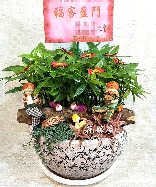馬拉巴栗(搖錢樹)桌上型組合盆栽